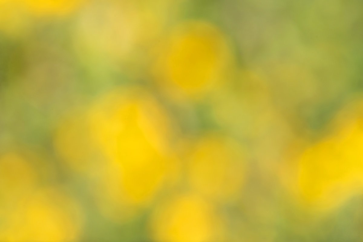 Flowers portfolio cover