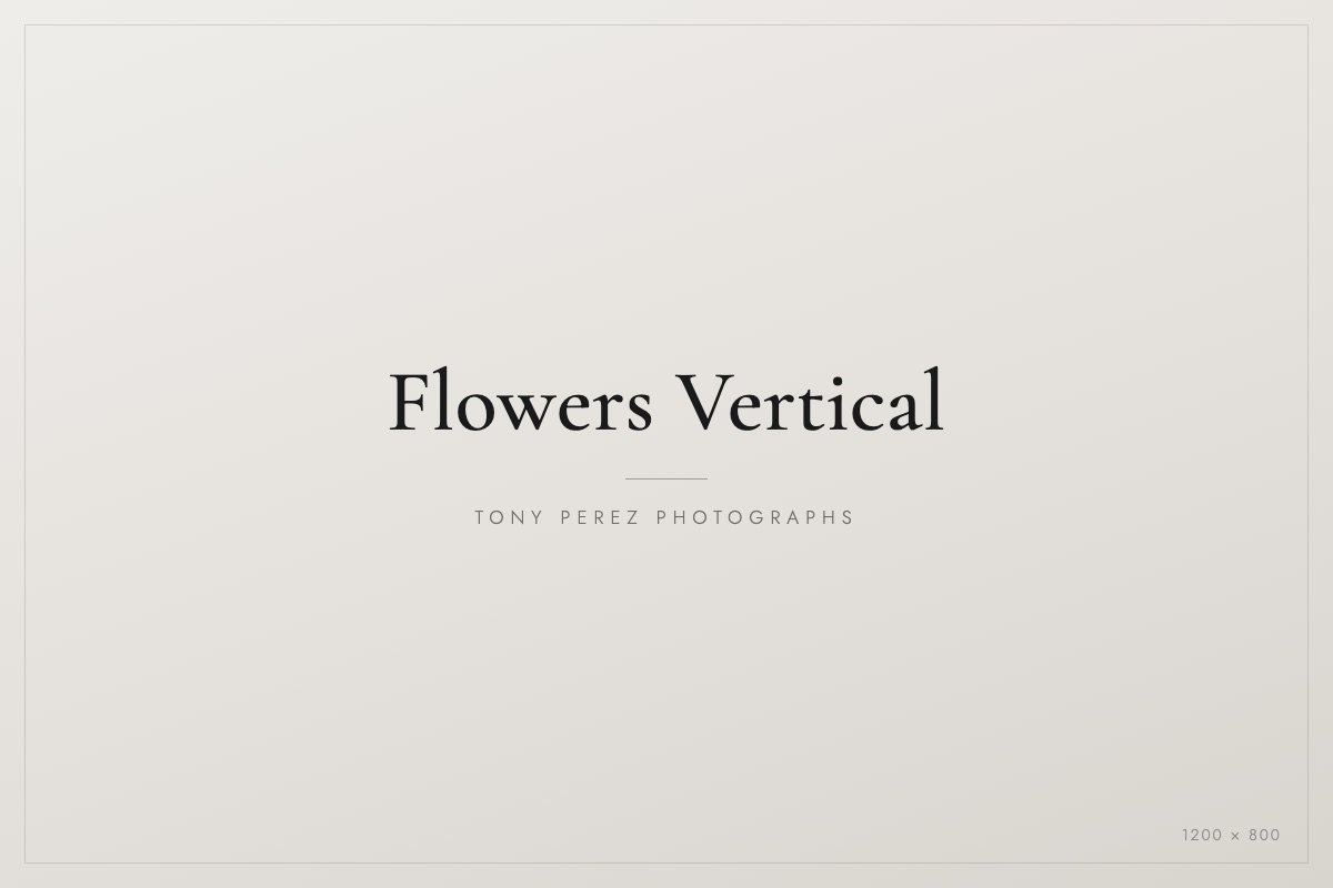Flowers Vertical portfolio cover